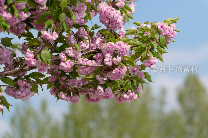 蓝天背景下盛开的粉樱花树枝特写