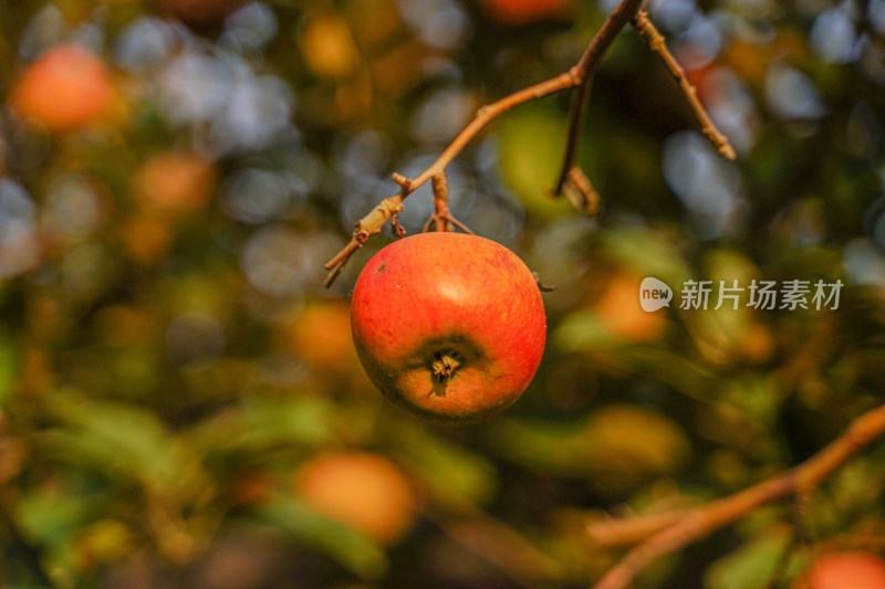 红苹果在树枝上
