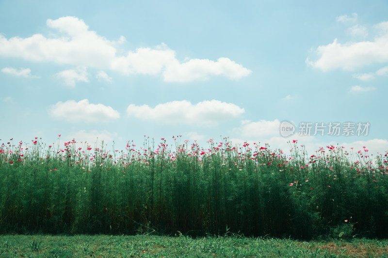 夏日格桑花