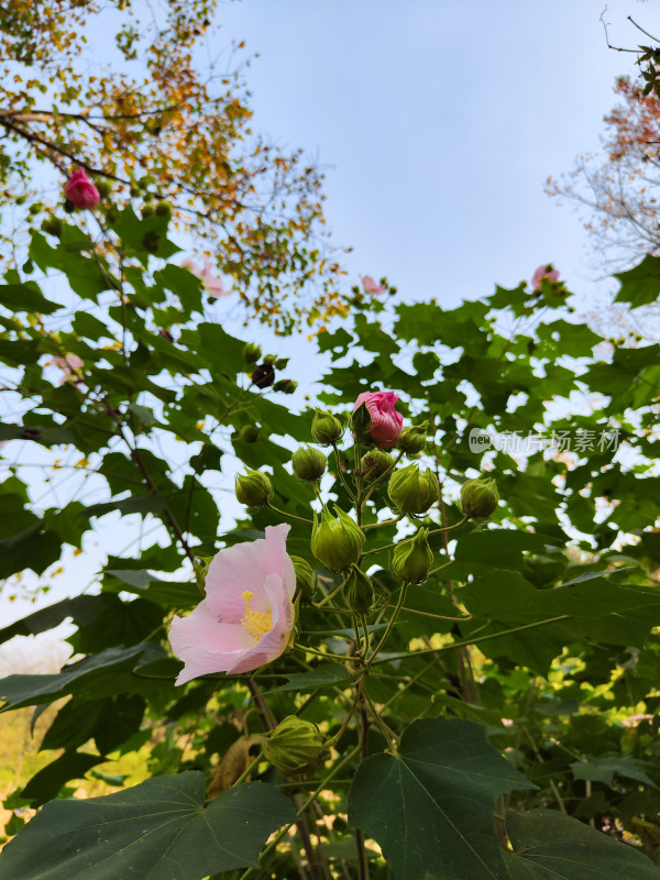 粉色木芙蓉花朵与绿叶