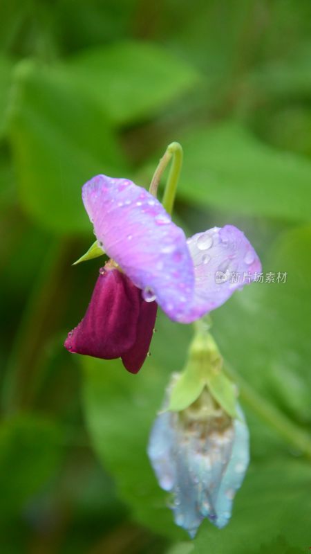 竖版雨后豌豆花