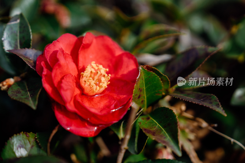 冬天盛开的红色山茶花