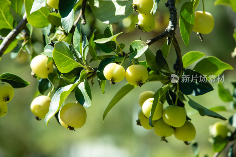 绿叶枝头海棠果特写