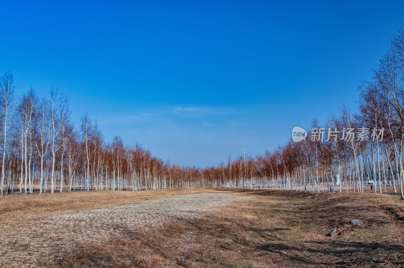 哈尔滨大剧院旁城市公园树林草地秋景