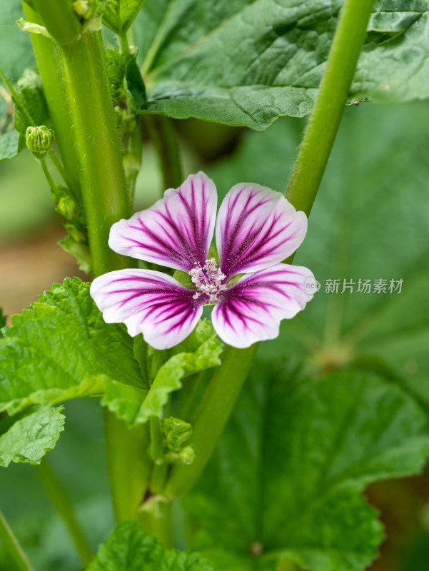 春天的锦葵花朵特写