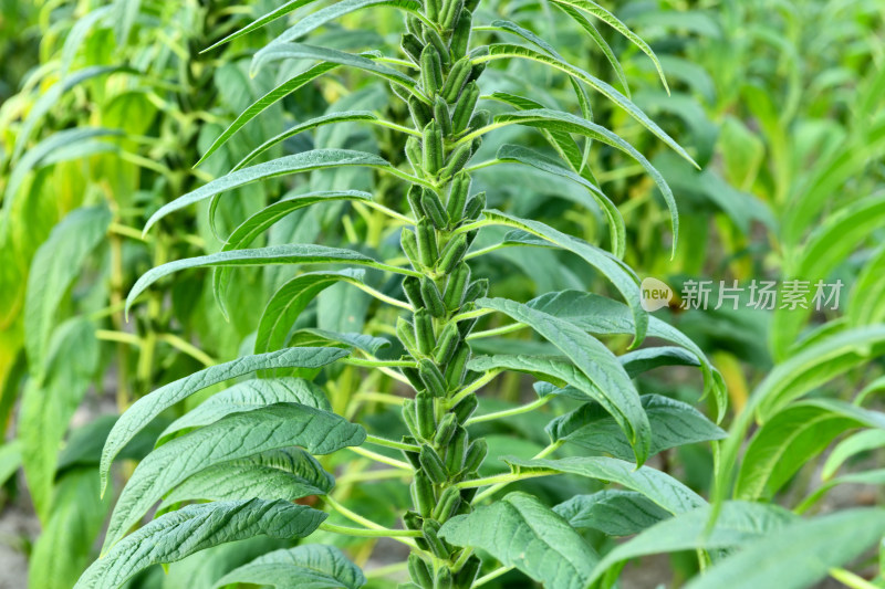 生长中的芝麻芝麻田