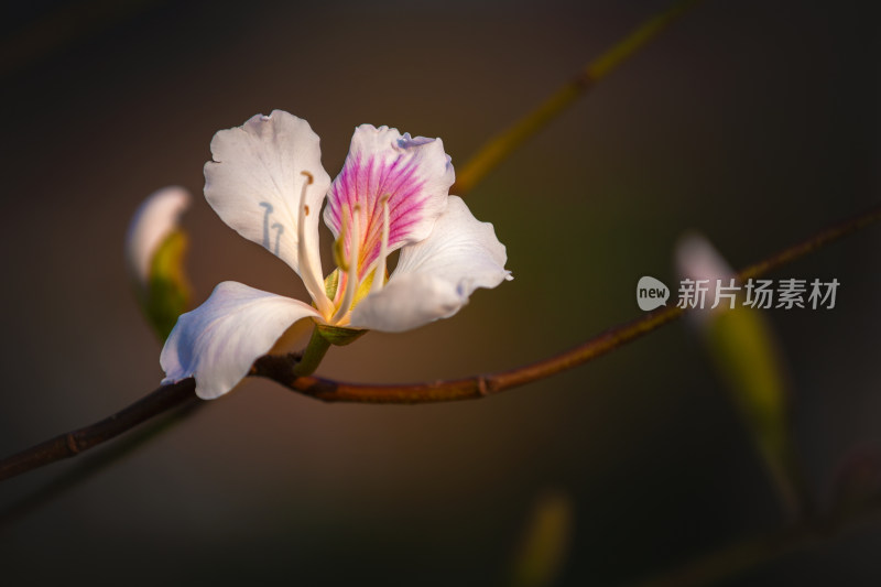 玉荷花近景