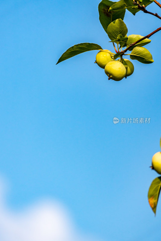 夏天树枝上的海棠果