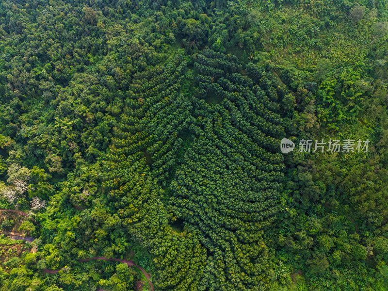 航拍绿意盎然的广袤山林自然景观