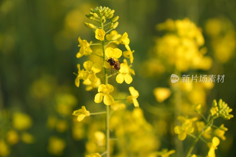 盛开的油菜花