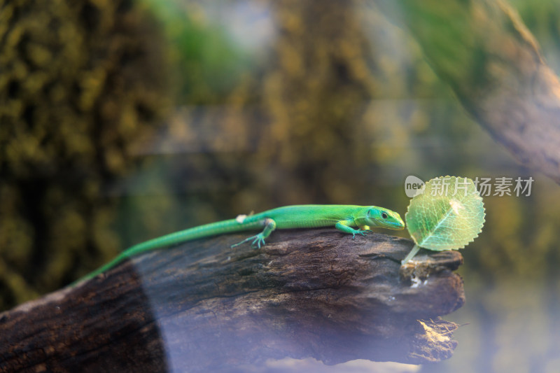 绿色蜥蜴趴在木头上