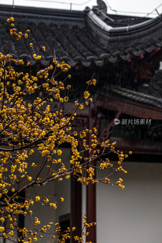 瞻园雨珠蜡梅