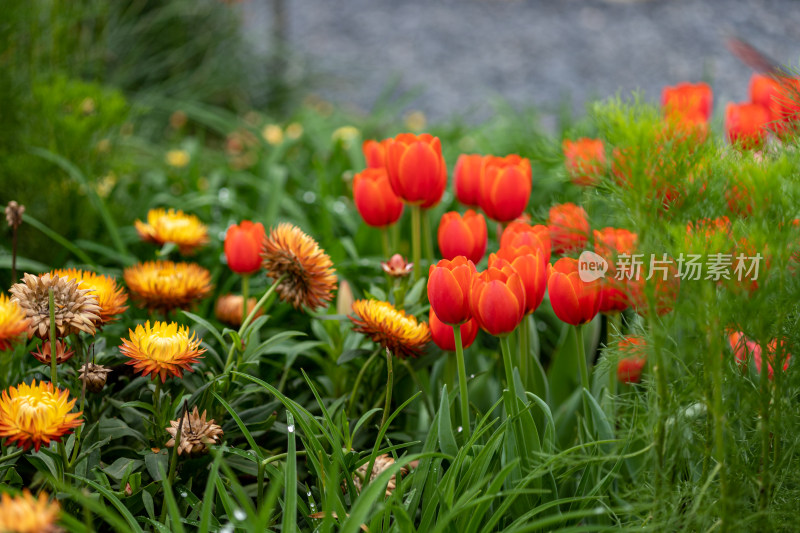 郁金香花