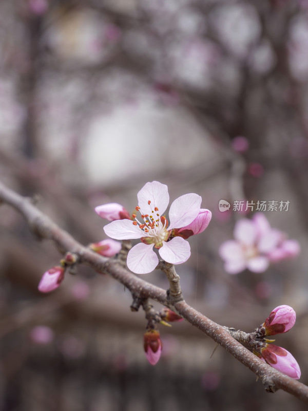 春日桃花特写