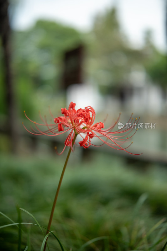 上海青浦朱家角古镇课植园彼岸花