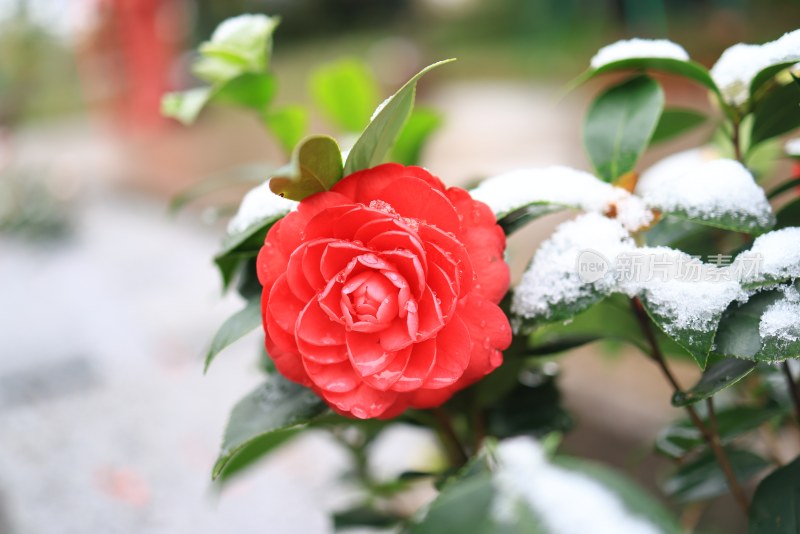 雪中一朵艳丽的山茶花