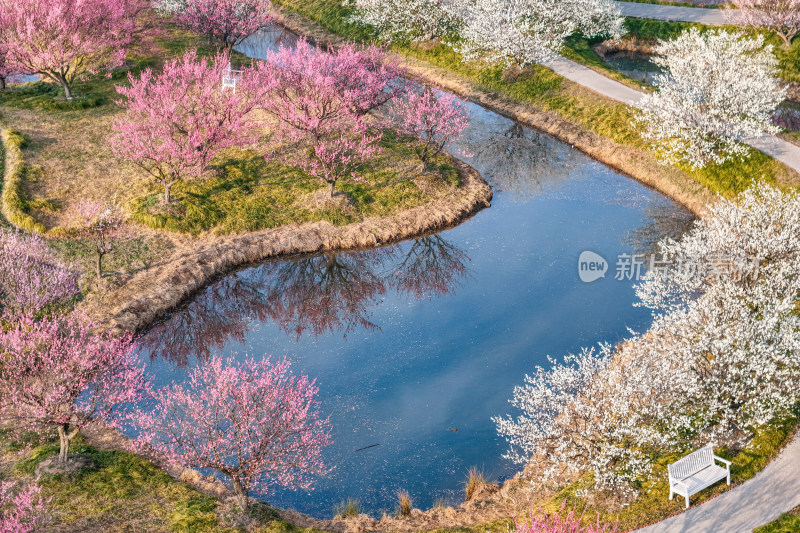 花开海上梅花节