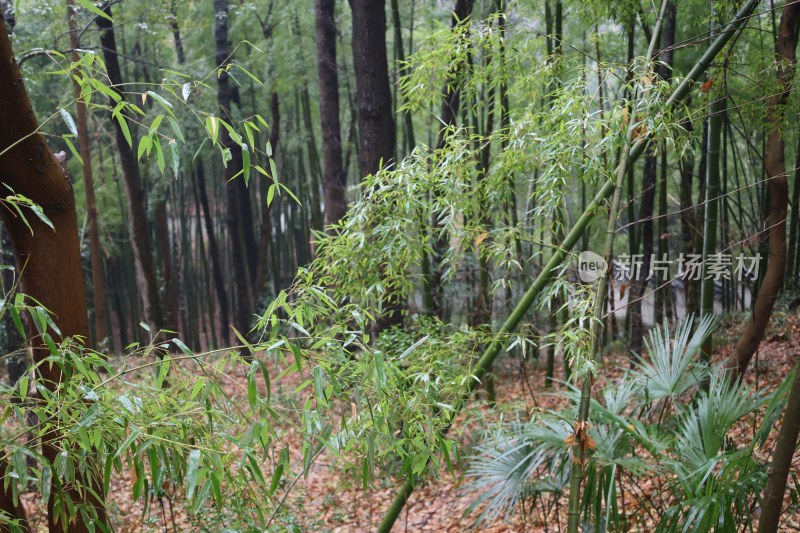 茂密竹林自然风光