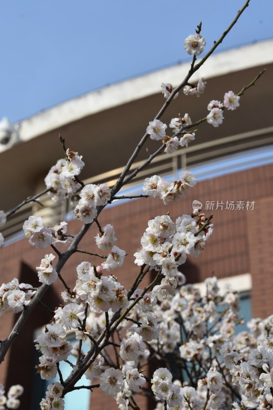 盛开在建筑旁的白色梅花树枝特写