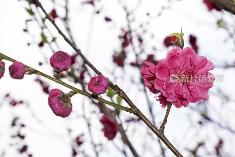 春天绽放的红色碧桃花特写