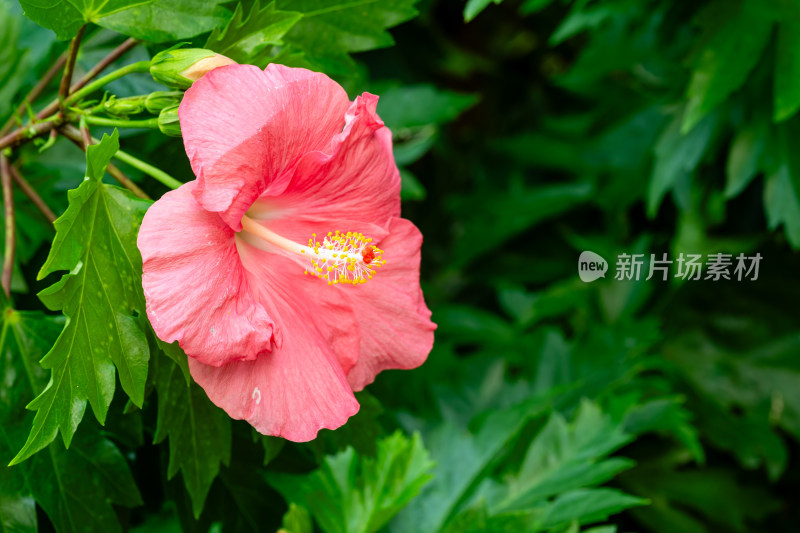 上海辰山植物园朱槿微距特写