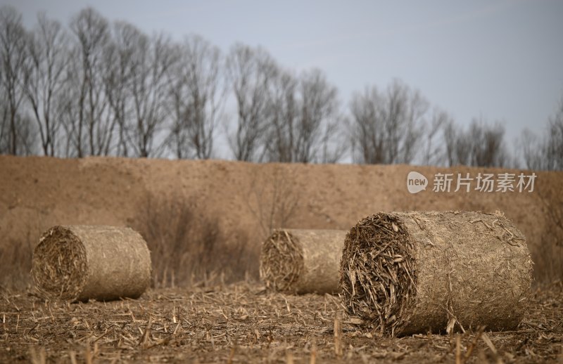 田地里的甘草卷