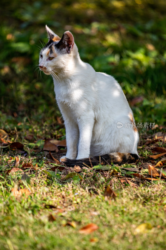 草地上坐着的三色猫