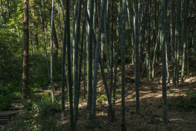 杭州宝石山景区佛石岩