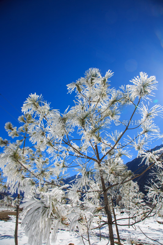 中国西藏地区冬季雾凇及雪绒花