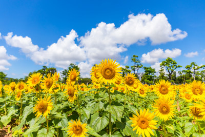 夏天向日葵花海