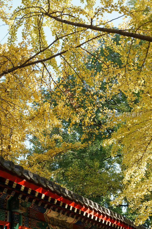 北京地坛公园秋季银杏风景