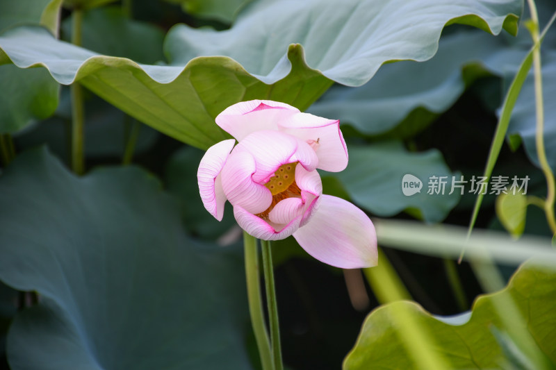 夏日的福州金山公园荷花