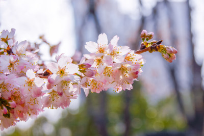 春日樱花烂漫