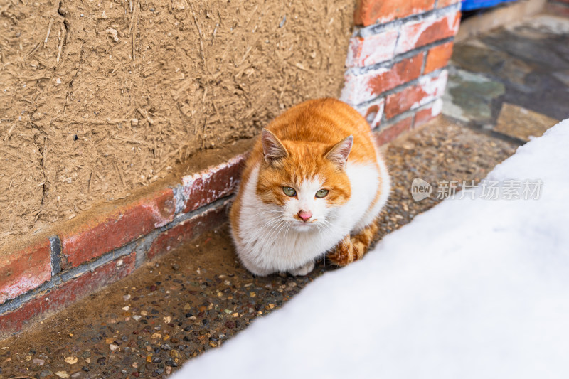 雪天橘猫在户外休息