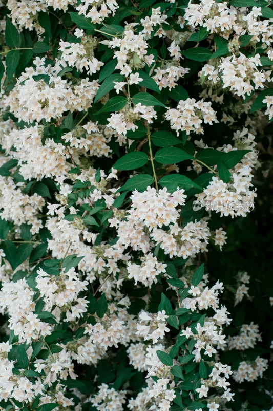 北京国家植物园猬实花