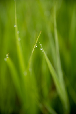 绿草水珠