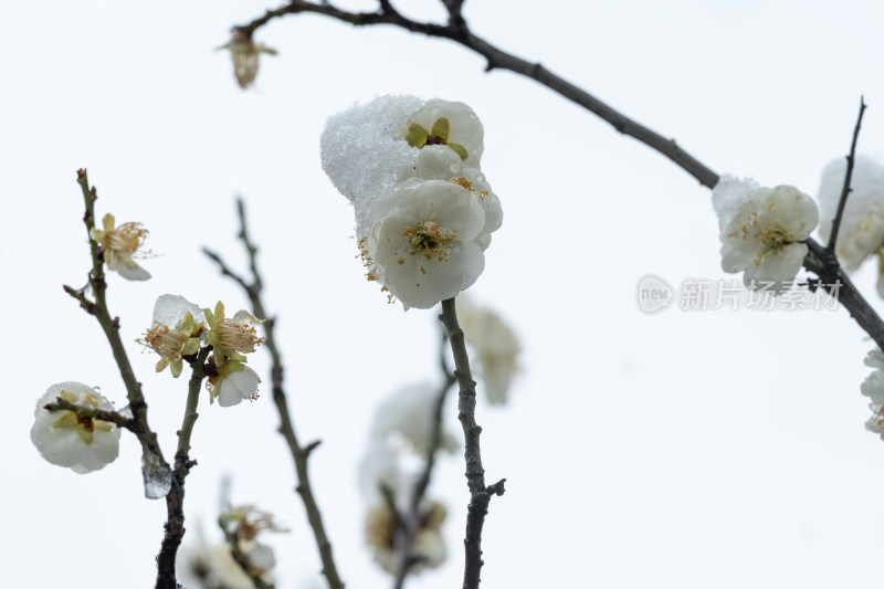 春天公园里雪中盛开的白色梅花