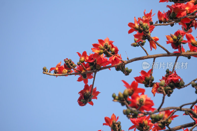 蓝天背景下盛开的木棉花