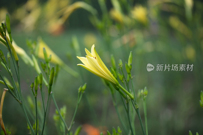 种植的黄花菜