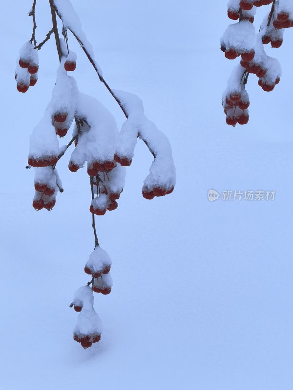 雪中红色浆果，尽显冬日清新之美