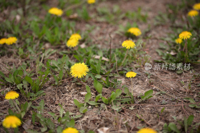 金黄色的蒲公英花特写在野外