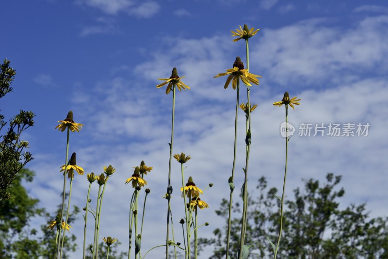 以蓝天为背景的花的图片