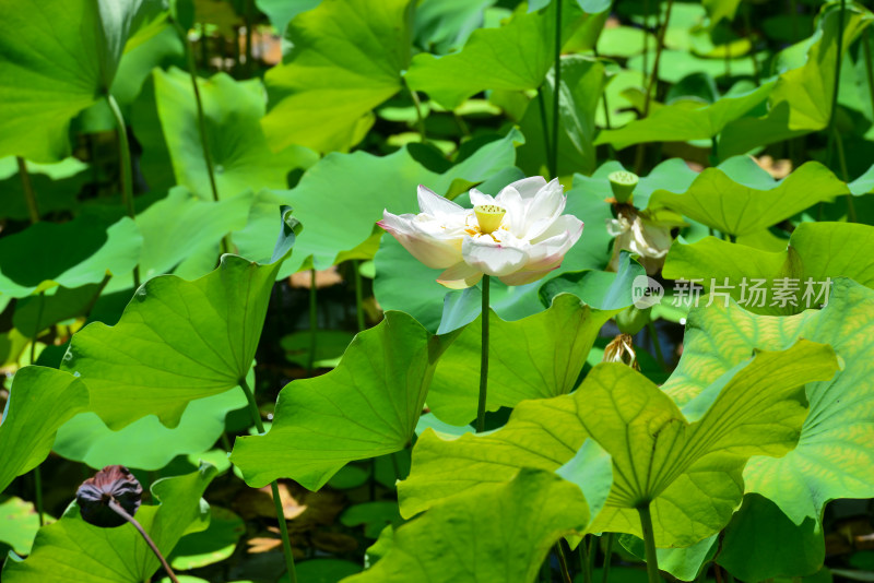 荷花荷叶池塘