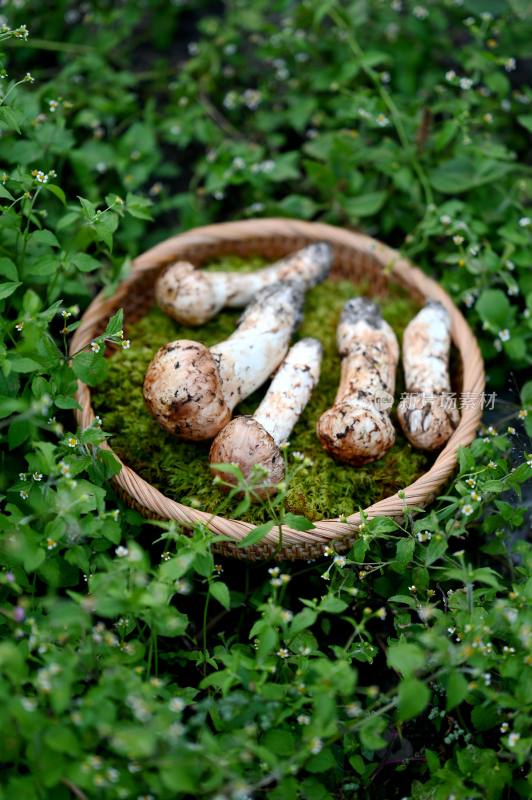 甘孜州野生松茸