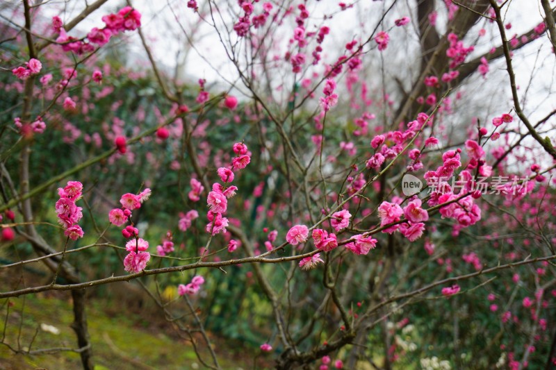 梅与梅花 南京梅花山