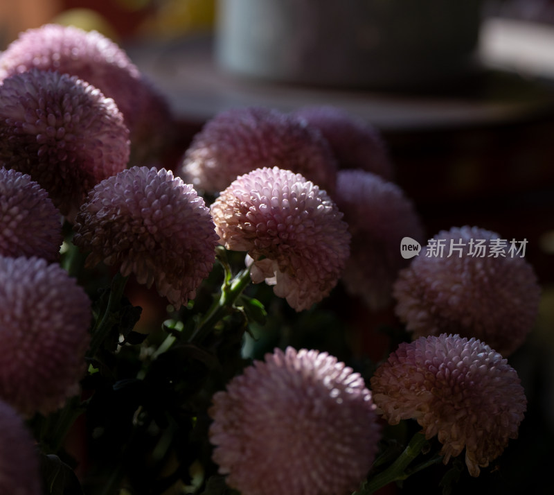 开封清明上河园菊花展菊花特写