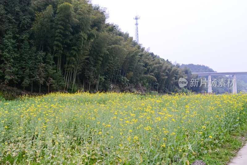 婺源梯田油菜花