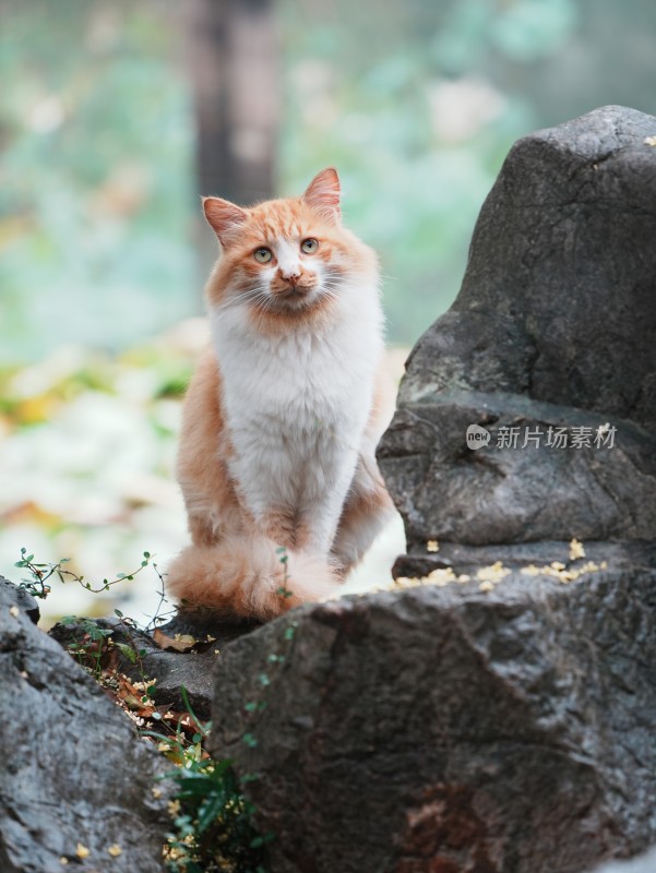 苏州怡园蹲在石头上的园林小猫