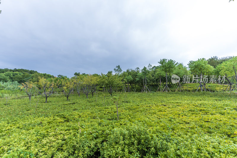 武汉江夏区二妃生物公园风景