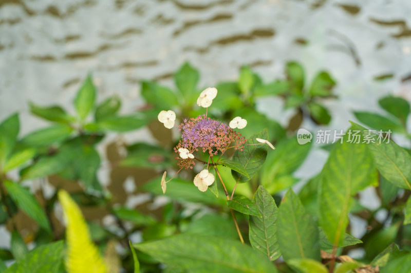 白色开花植物蜡莲绣球